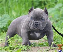 american pit bull puppy posted by Exotic Bully